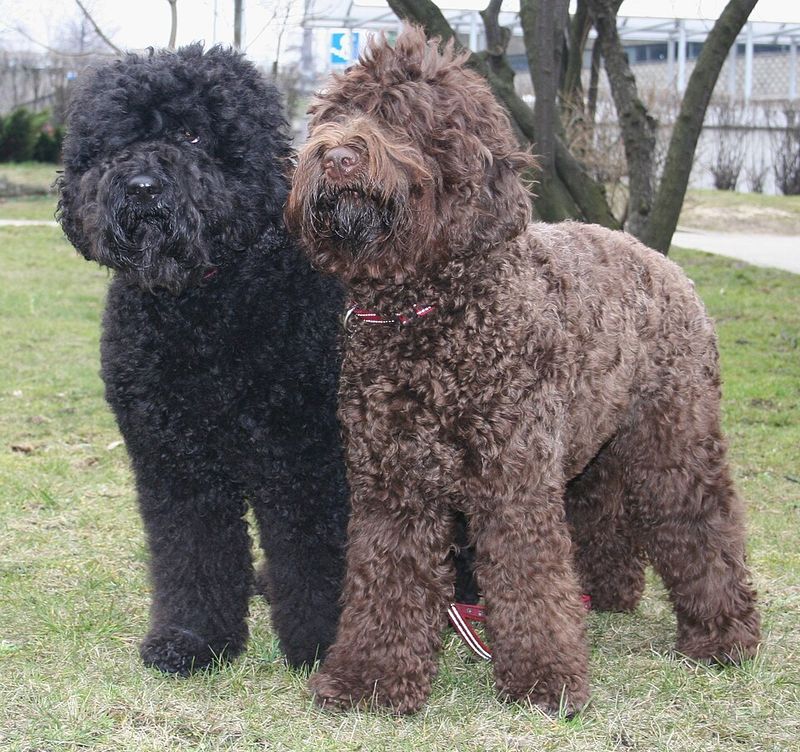 13 water-loving dog breeds that feel completely at home in lakes and oceans 6 Barbet