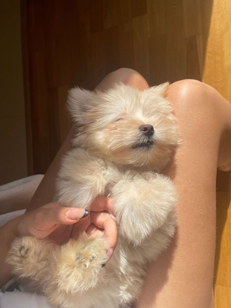 Sleeping close isn't just a habit for these 13 dog breeds - it's how they feel secure 7 Maltese