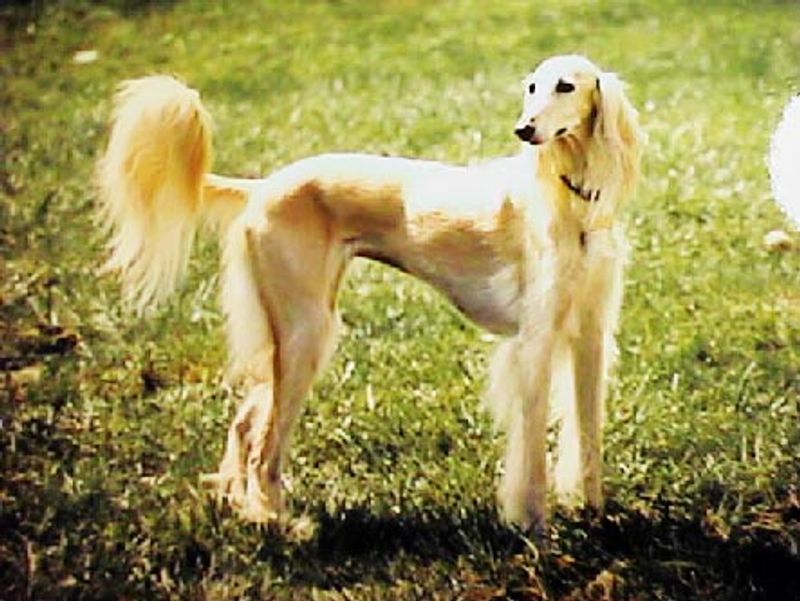 These 13 dog breeds often choose familiar faces over busy playgroups 12 Saluki