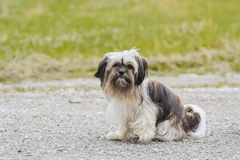 Your sofa doesn't need to grow a second coat every week - These dogs tend to shed less 7 Shih Tzu