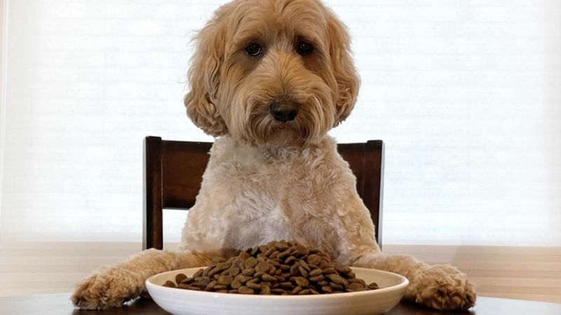11 Changes Vets Say You Should Never Ignore in Your Dog 7 Unexplained Weight Loss