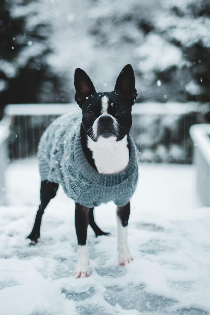 Boston Terrier