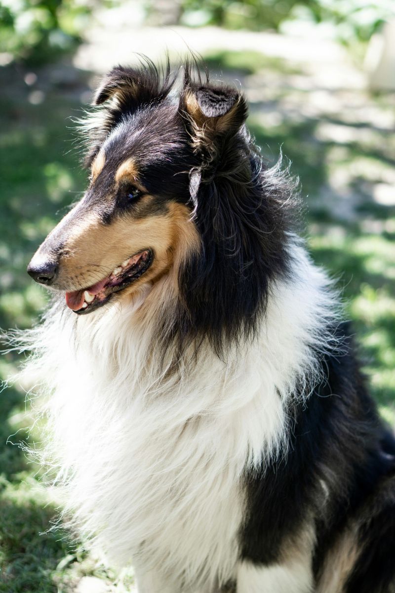 14 Dog Breeds That Are Incredibly Gentle With Cats (When Introduced Correctly) 11 Collie