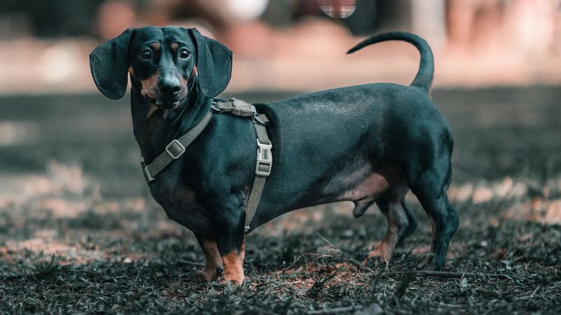 Let these 11 dog breeds break one rule as puppies - and the habit may follow them into adulthood 6 Dachshund - tiny body, bold voice