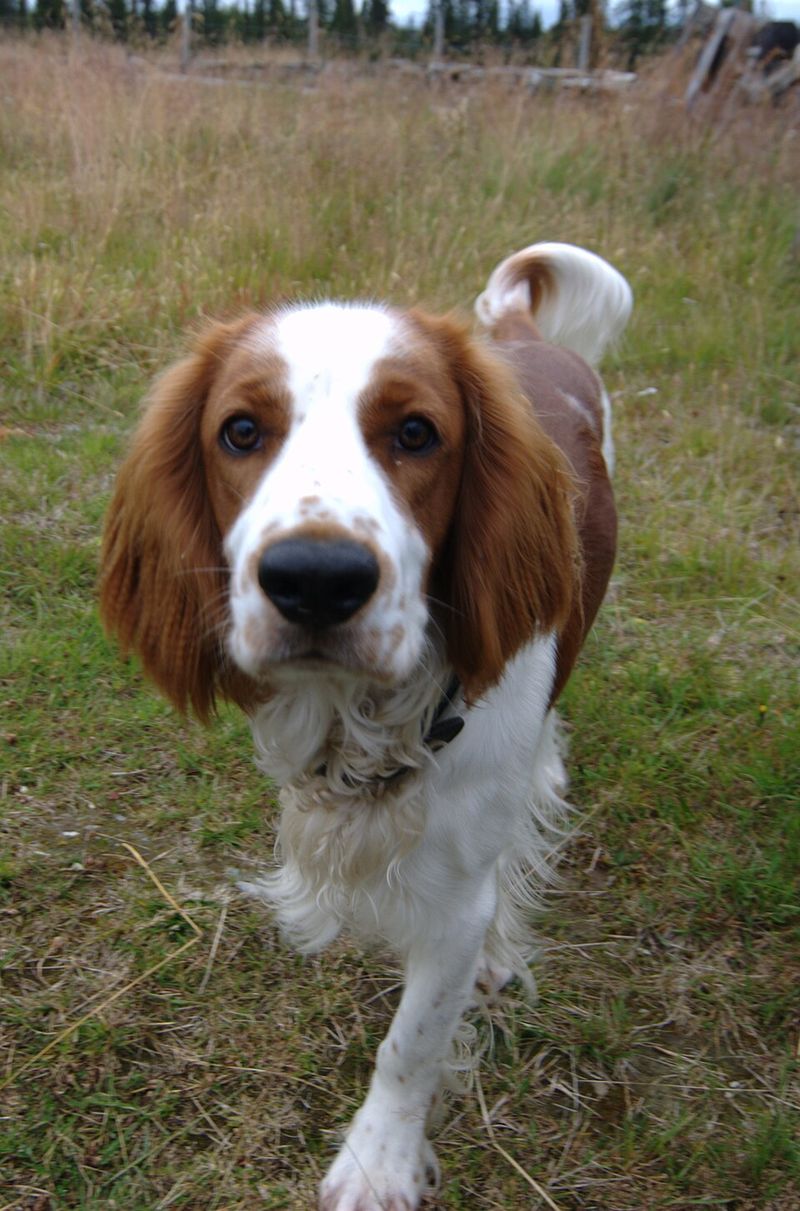 11 medium-sized dog breeds that handle busy family life beautifully 12 Welsh Springer Spaniel