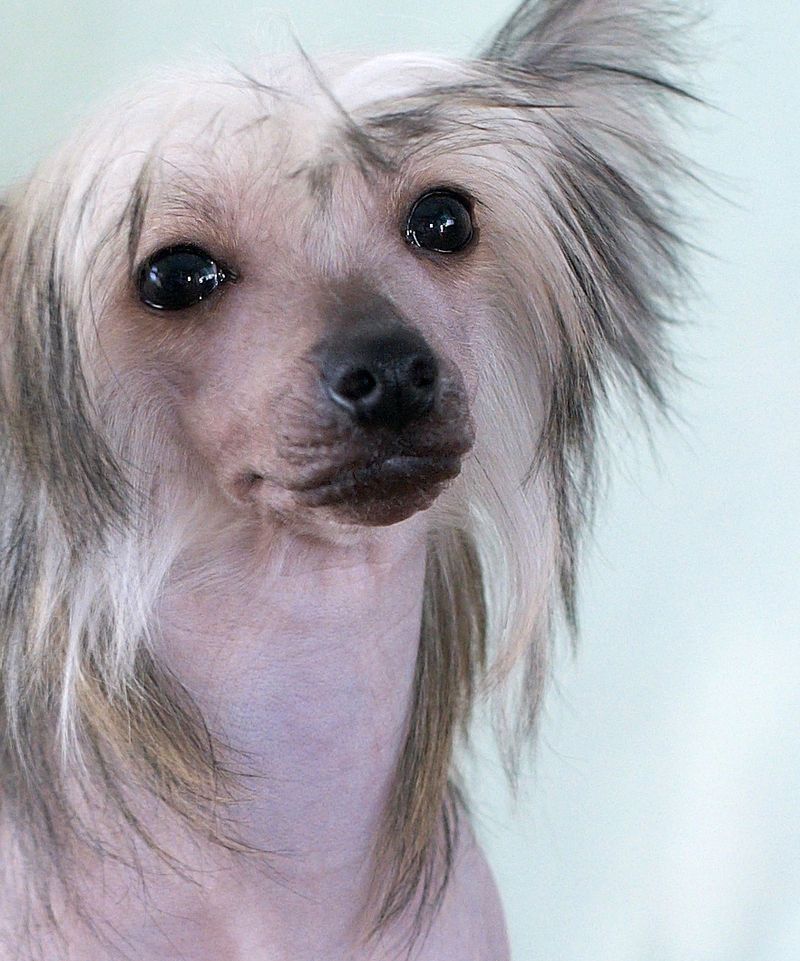 25 Dog Breeds That Need Extra Care in Cold Weather 6 Chinese Crested