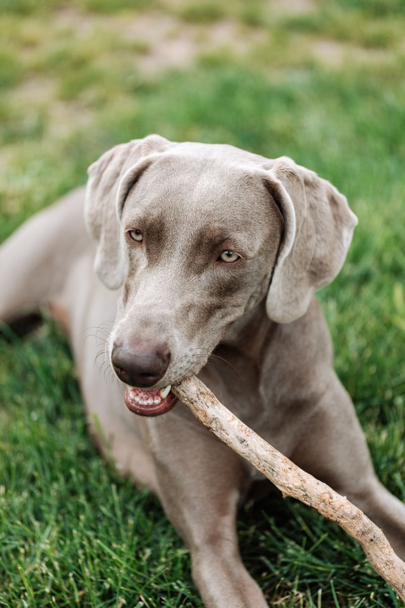 These breeds can follow scent trails that seem almost nonexistent to their owners 10 Weimaraner