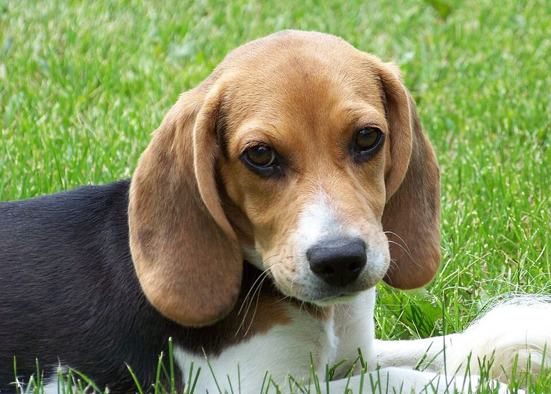 It's almost impossible not to love these 11 floppy-eared dog breeds - plus 3 hidden gems 2 Beagle