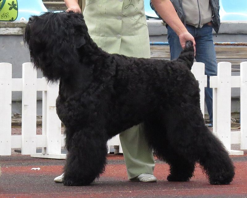 11 dogs whose natural instincts make them exceptional workers 12 Black Russian Terrier