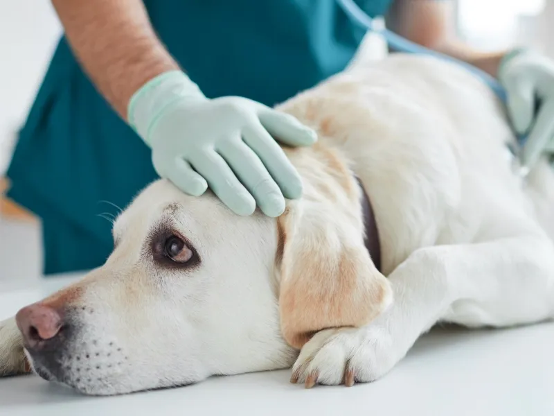 Regular Vet Visits