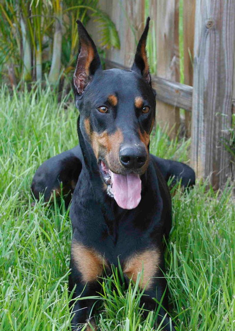 10 powerful dog breeds with surprisingly affectionate family personalities - plus 2 that are more reserved 5 Doberman Pinscher