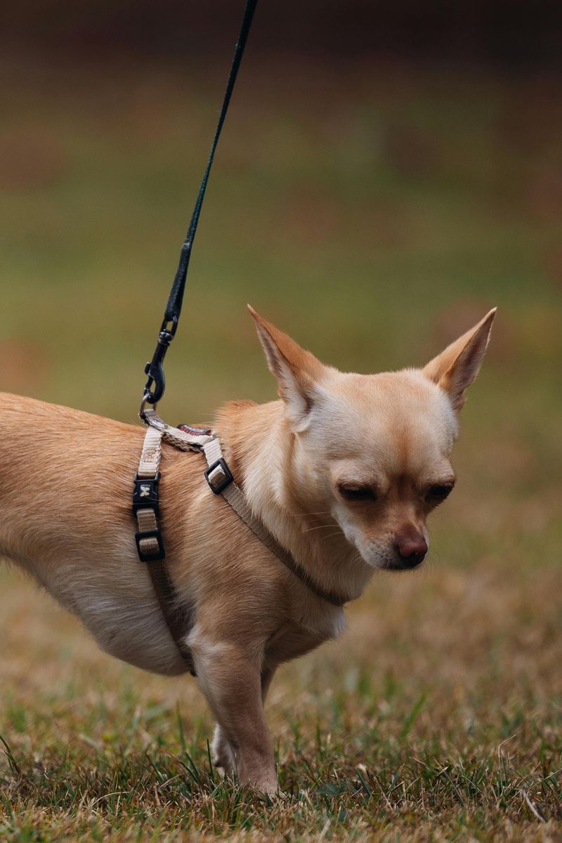 Slow, hesitant “glued to the floor” walking
