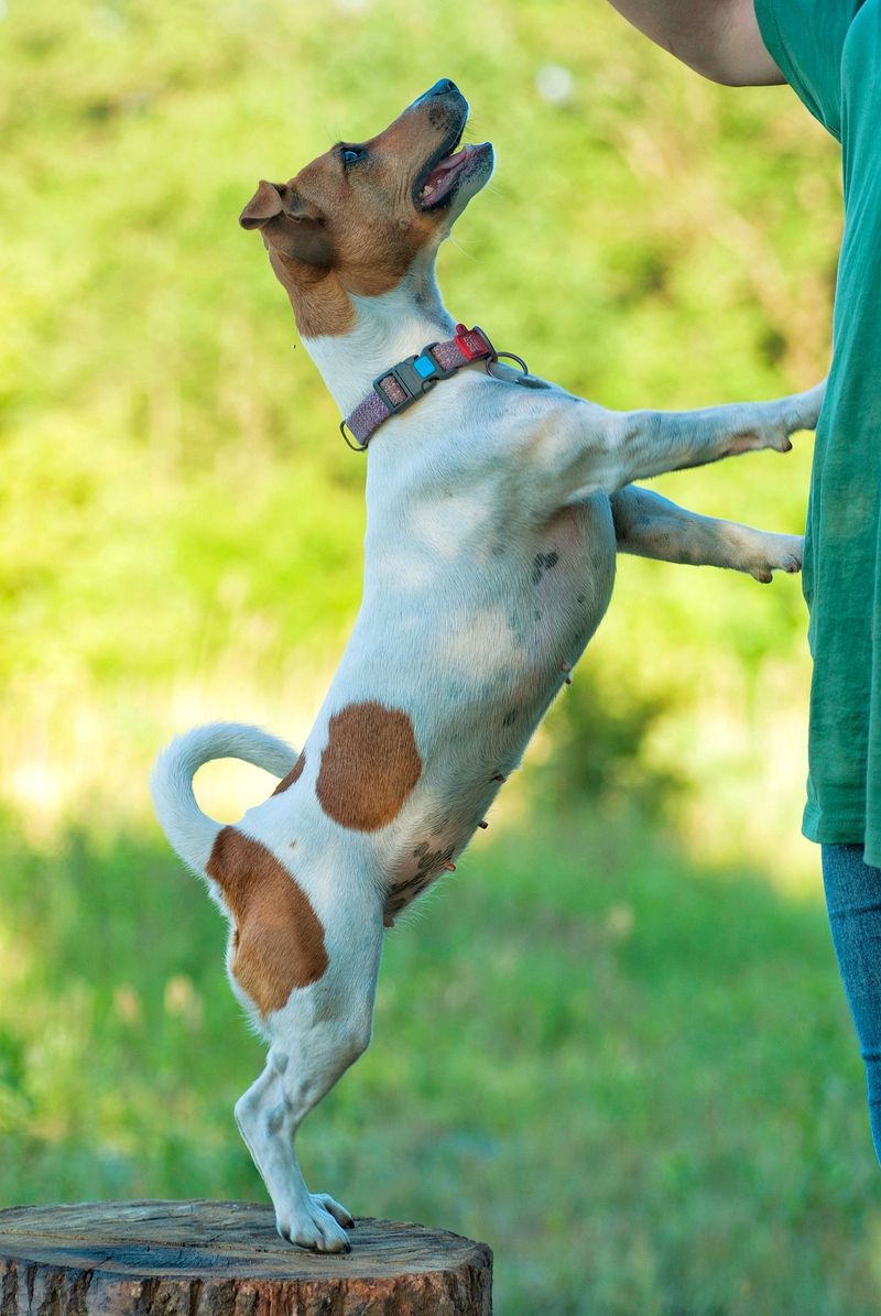 Owning a smart dog sounds impressive - Until the dog starts outthinking you 8 Jack Russell Terrier - The Parkour Pro