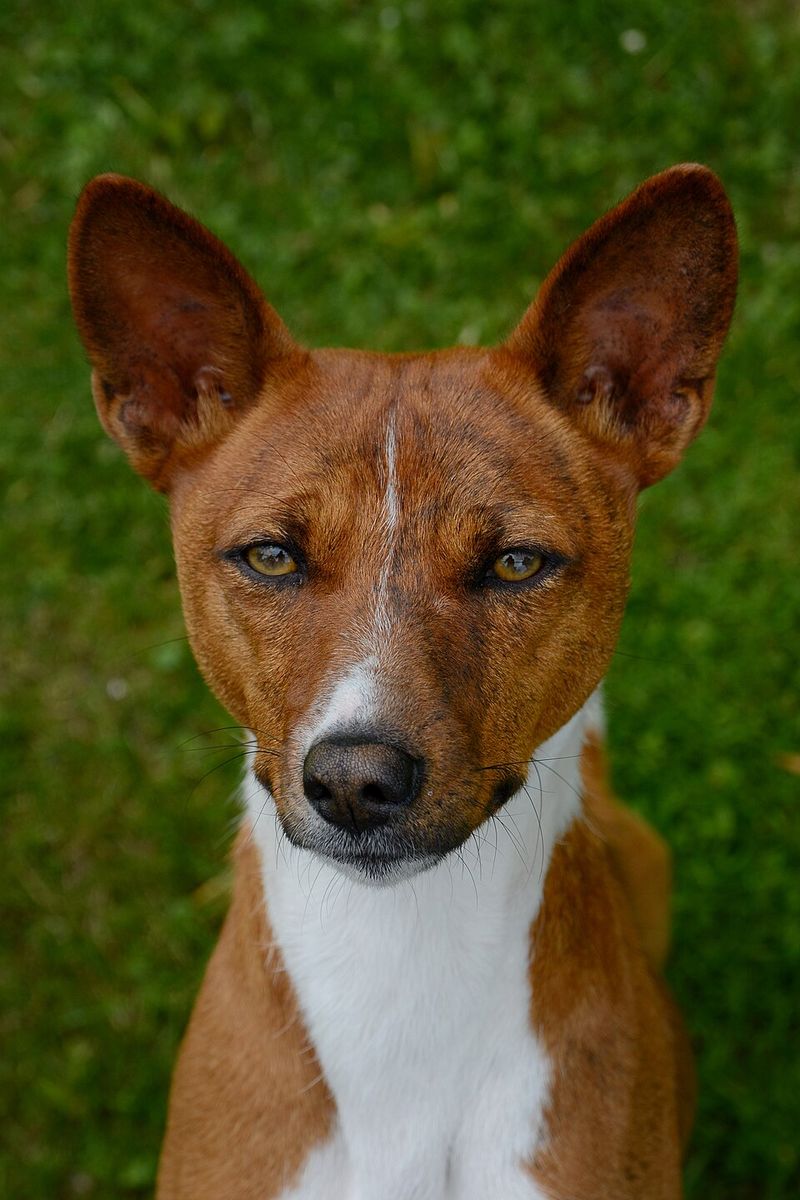 A house full of people won't stop these dog breeds from quietly choosing the one who matters most 9 Basenji