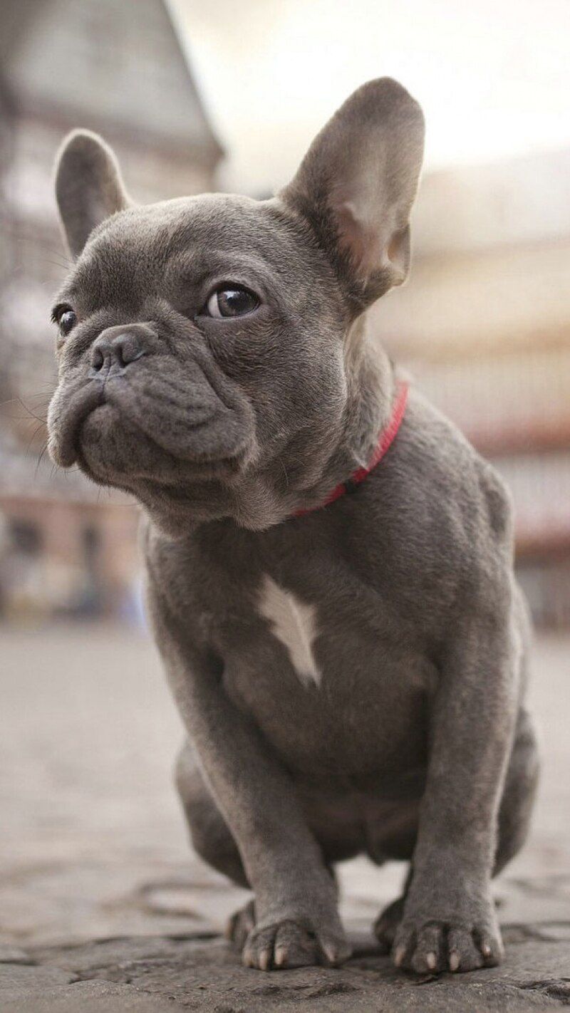 25 Tiny Dog Breeds That Don’t Like Being Left Alone for Long 15 French Bulldog