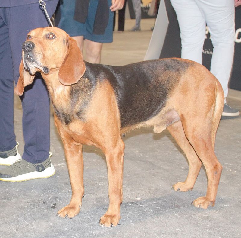 10 Breeds That Don’t “Perform” Well on Camera – And Never Did 11 Serbian Yellow Hound
