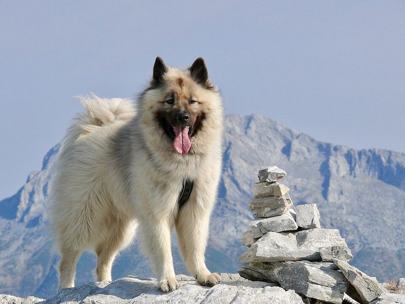 Eurasier