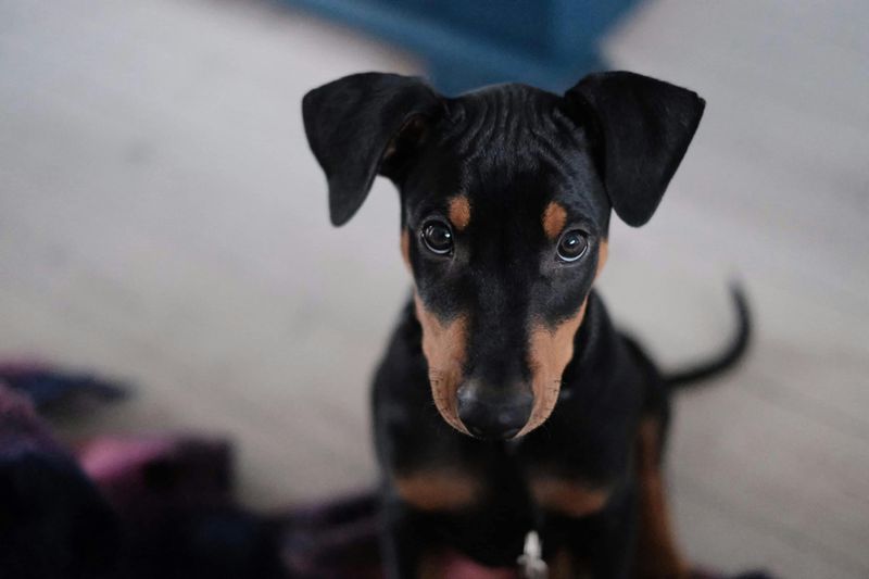 Doberman Pinscher