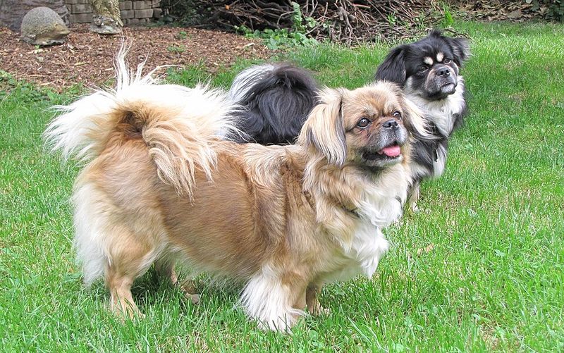 Tibetan Spaniel