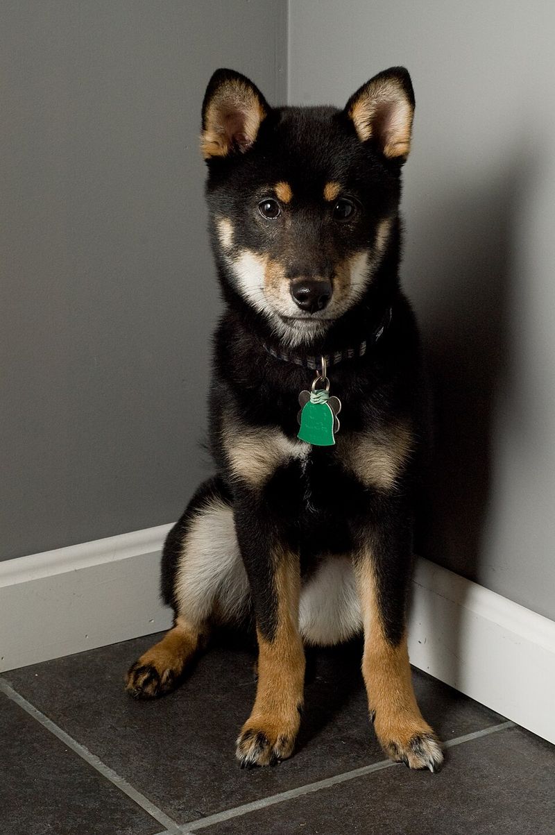 13 pointy-eared dog breeds that turn simple looks into serious charm 4 Shiba Inu