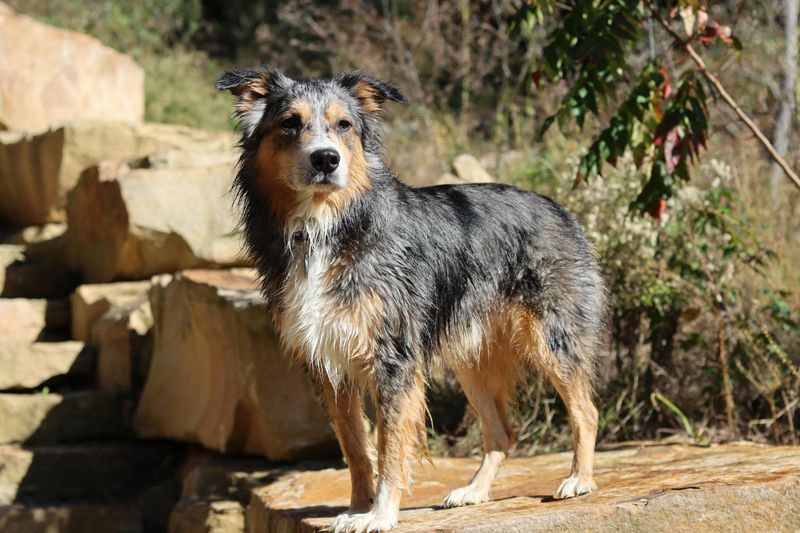 Australian Shepherd