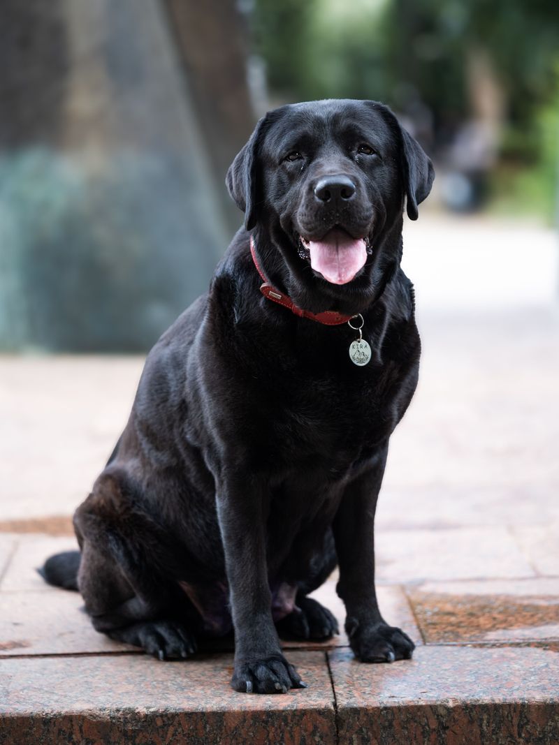 13 dog breeds that can make you feel like you're living with a wise old friend rather than an ordinary pet 14 Labrador Retriever: Everyone's Trusted Pal
