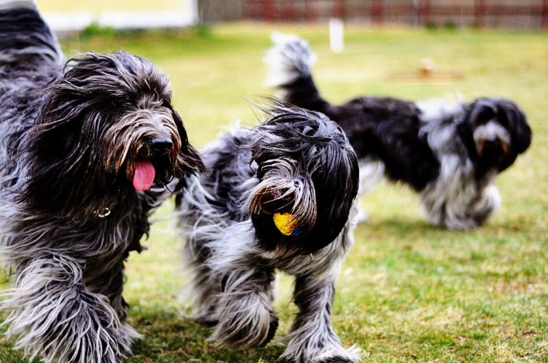 15 Breeds Most Likely To Lick, Nudge Or Paw You When Something Feels “Off” 9 Schapendoes