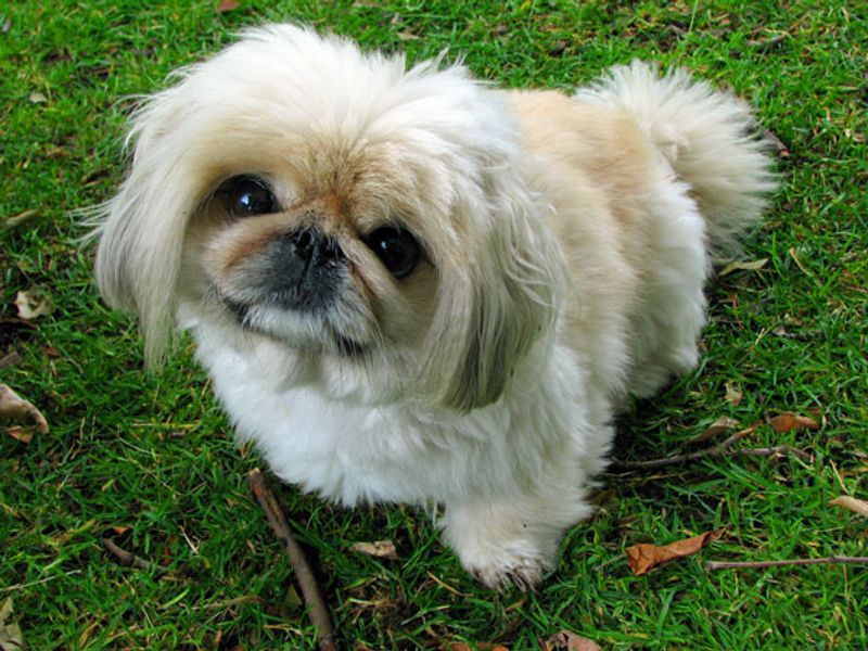 Long walks aren't essential for every dog - These breeds can thrive with a smarter daily routine 11 Pekingese