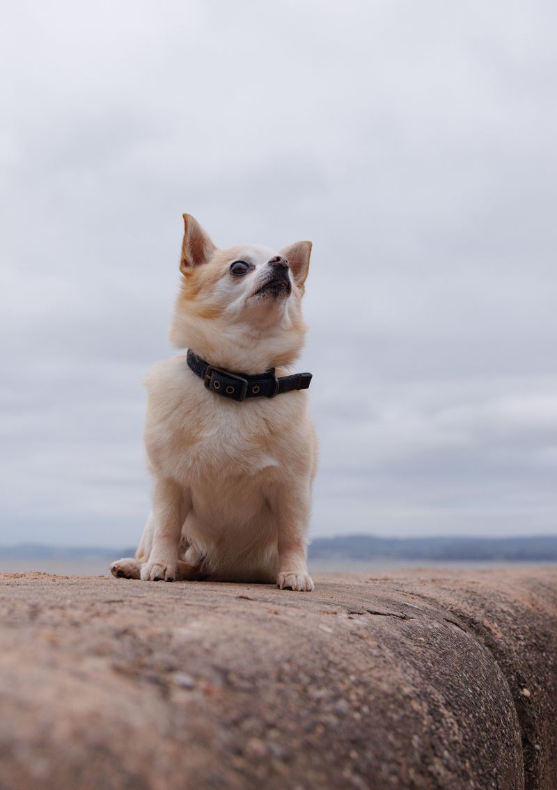 11 dog breeds that can react when the familiar house suddenly looks unfamiliar - plus 3 that treat it like a new adventure 3 Chihuahua - tiny town crier