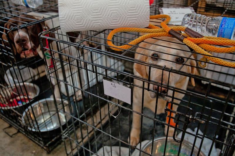 Visit Shelters in Person Daily