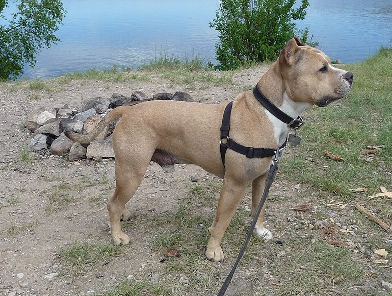 11 dog breeds that look like they belong on a security team - but may prefer relaxing beside their families 5 American Staffordshire Terrier