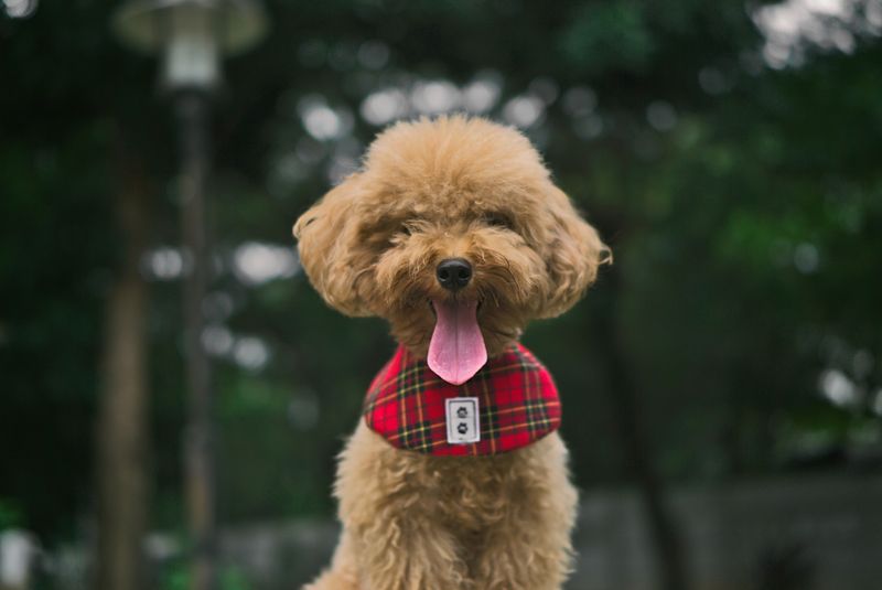 Toy Poodle
