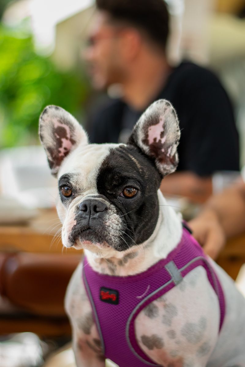 12 breeds perfectly suited to apartments, sidewalks, and urban routines 2 French Bulldog