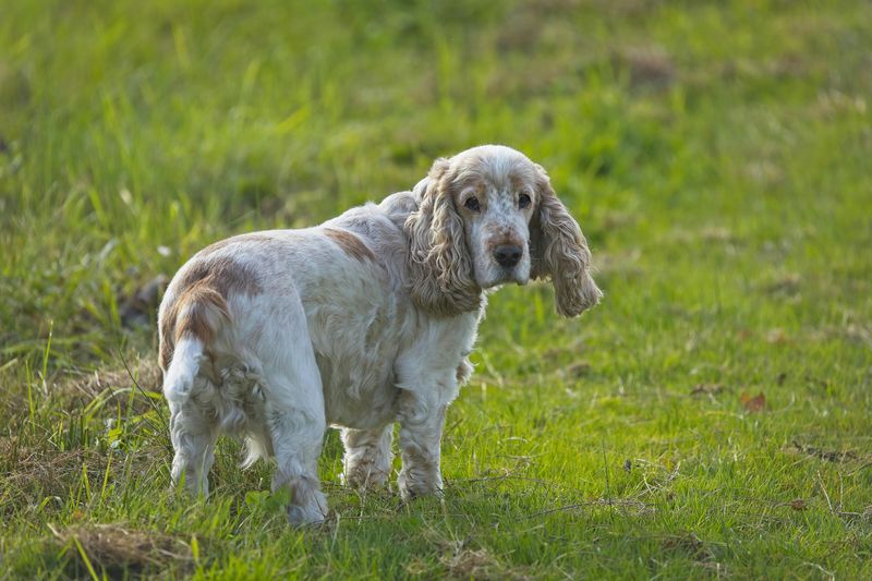 Cocker Spaniel