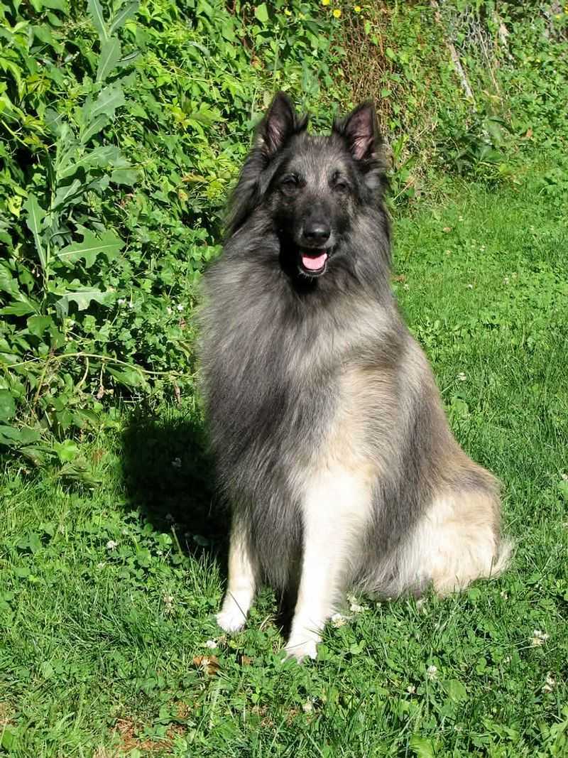 Belgian Tervuren