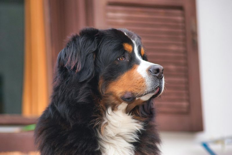 27 Dog Breeds Ranked by Loyalty – From the Most Devoted to the Surprisingly Independent 28 Bernese Mountain Dog