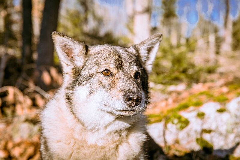 9 Dog Breeds with Foxlike Features and 13 with Wolfish Looks 23 Swedish Vallhund