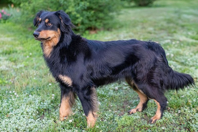 Dirt roads, open fields, and hard work suit these 13 dog breeds perfectly - plus 3 modern rural stars 10 English Shepherd