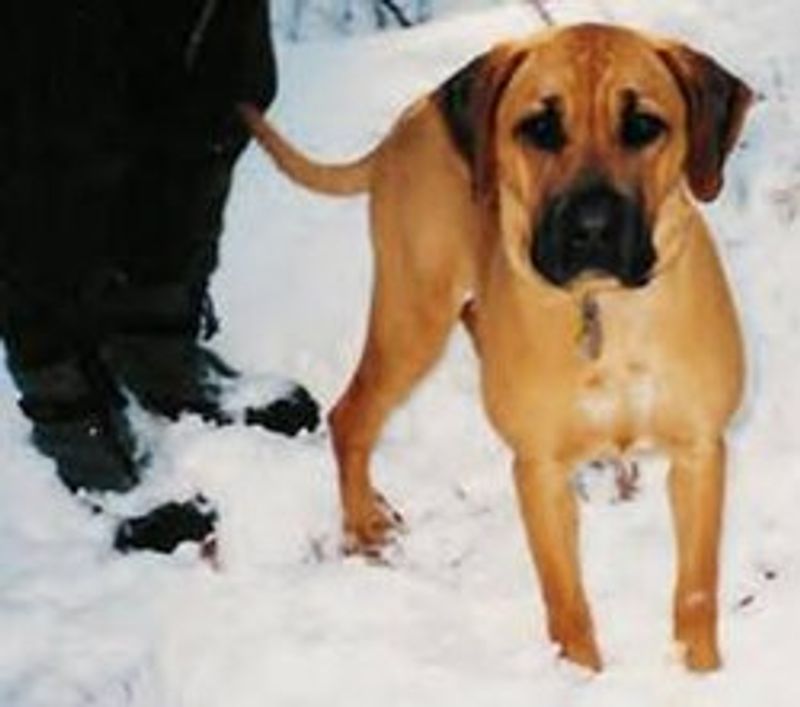 Black Mouth Cur