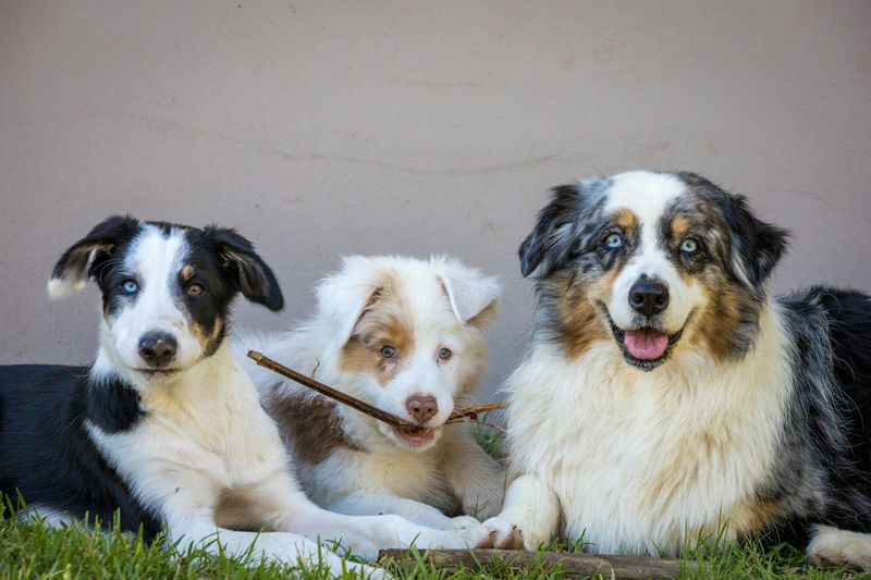 Thinking about a second dog? These 10 breed pairings often work beautifully – plus 2 unexpected matches 4 Border Collie + Australian Shepherd