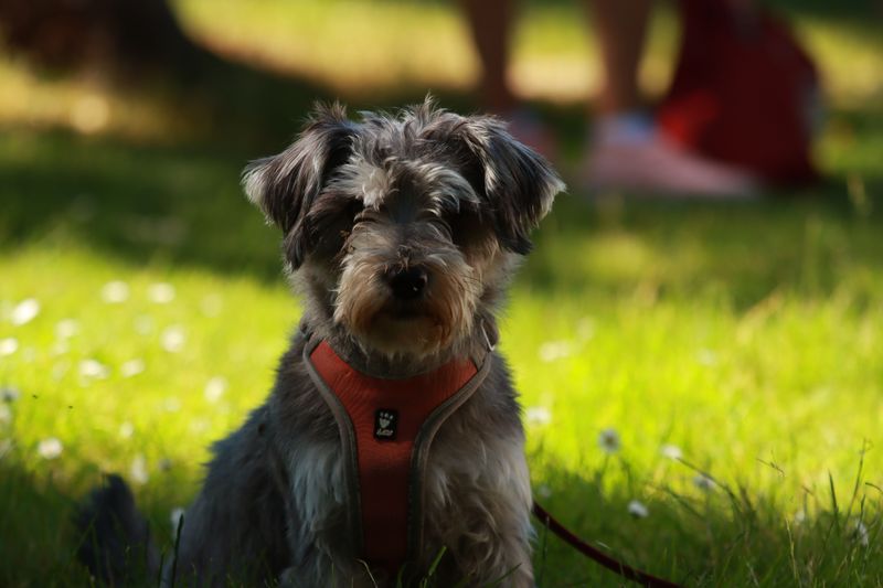 These clever breeds learn quickly - But keeping their minds occupied is the other half of the deal 9 Miniature Schnauzer