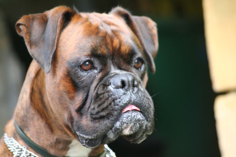 Research Reveals 25 Dog Breeds with the Shortest Average Lifespans — and Why 10 Boxer