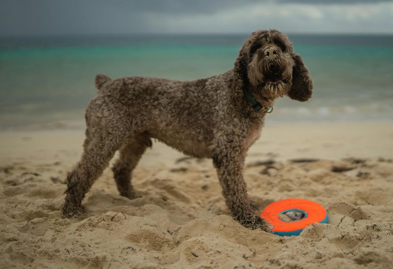 These 11 dogs don't always make a strong first impression, but they rarely get forgotten 8 Lagotto Romagnolo