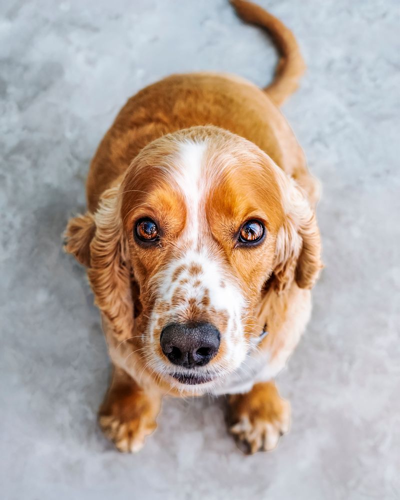 Everyone else hears what you say - These dogs may be watching what you don't say 5 Cocker Spaniel