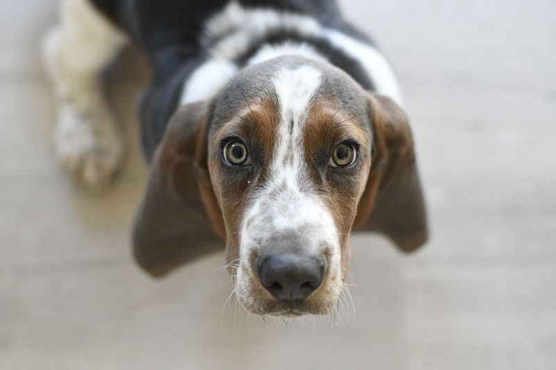 You're stressed, the house is chaotic - but these 11 dog breeds may still be completely unbothered 4 Basset Hound: Professional Napper