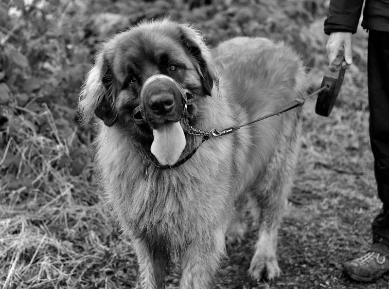 15 Majestic Dog Breeds That Boast Lion-Like Manes 4 Leonberger