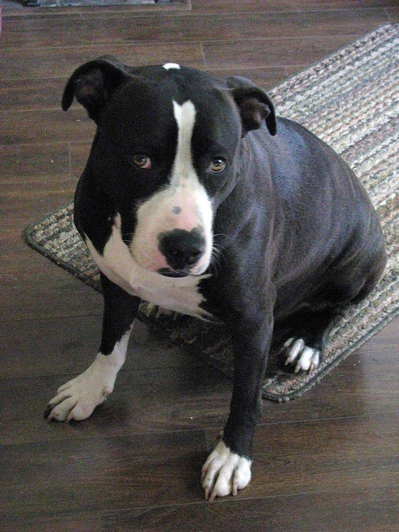 American Staffordshire Terrier