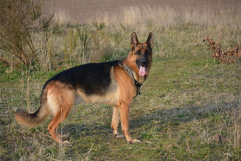 12 genius-level dog breeds that rival Border Collies more than most people realize 5 German Shepherd