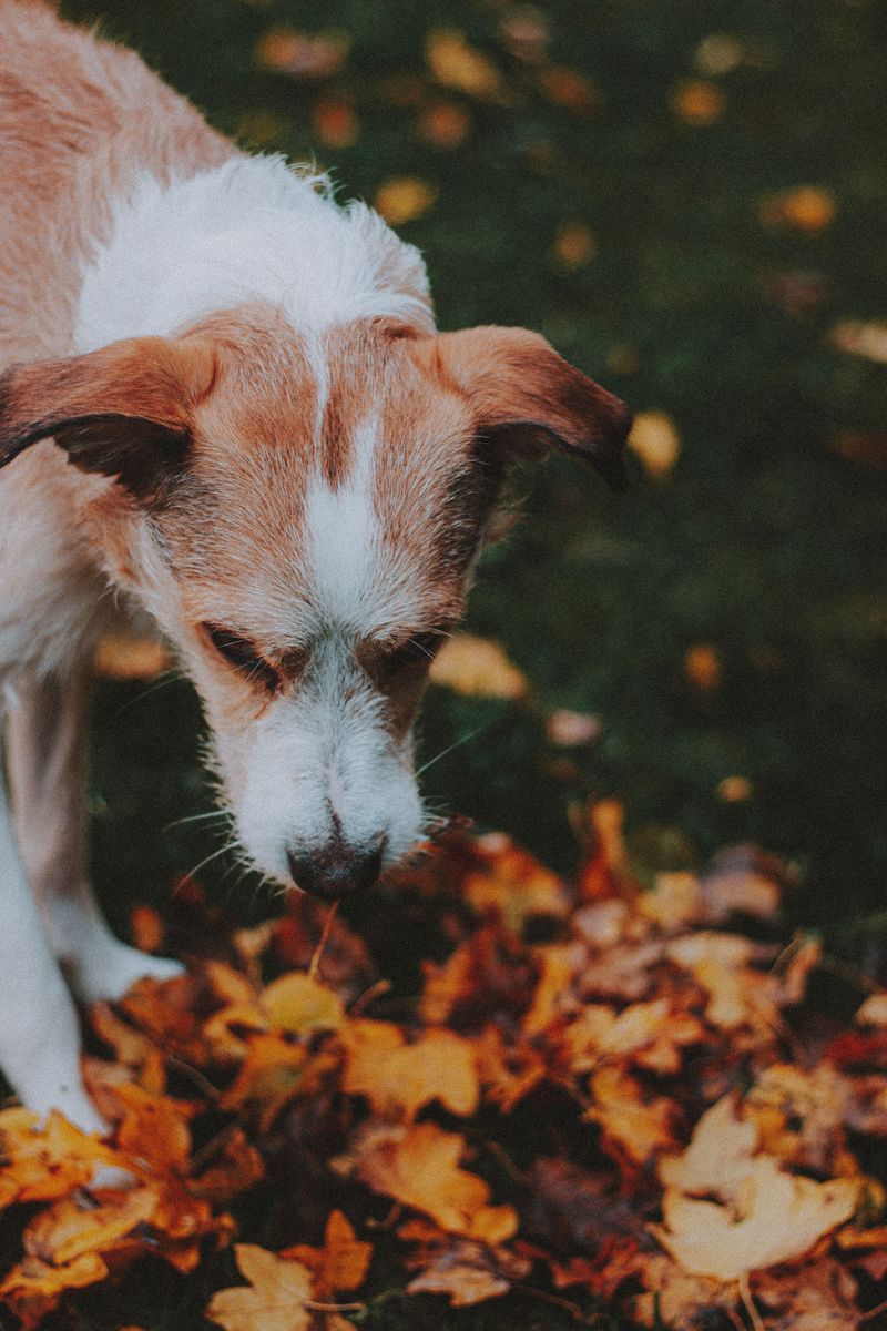 10 hidden scent trails dogs can follow even when humans detect absolutely nothing 3 Wildlife that crossed the yard overnight