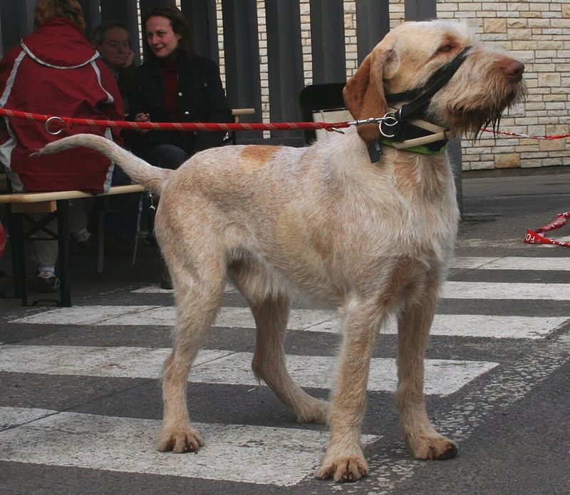 These 8 Italian dogs combine beauty, personality, and surprisingly great companionship 3 Spinone Italiano